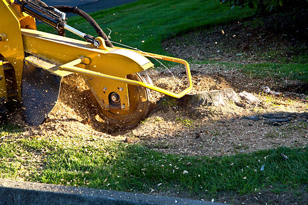 Artificial Turf Installation in Painesville, OH